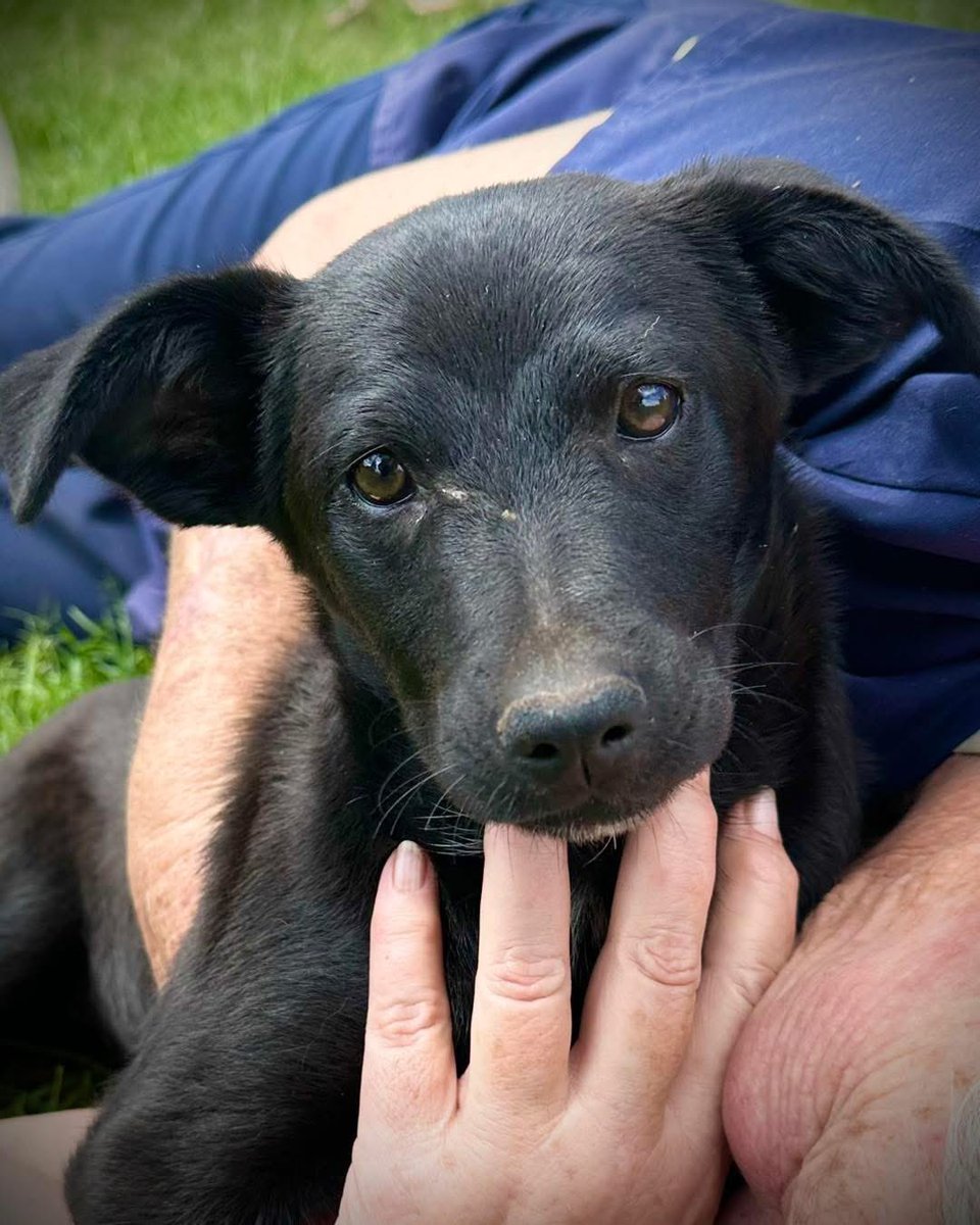 CLAW_Adoptions's tweet photo. This little girl is so confused …. 

Found today amidst a pile of black dustbin bags that had been dumped close to our clinic. 

This sweet little girl is probably around 3 months old, very unsure where she is or how she got here…but we have assured her that she is safe now. https://t.co/E7ANLG7c6F
