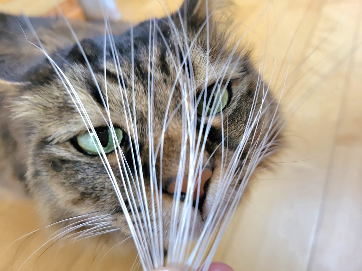 たぬ@雪の日にやって来た迷い猫 tweet media