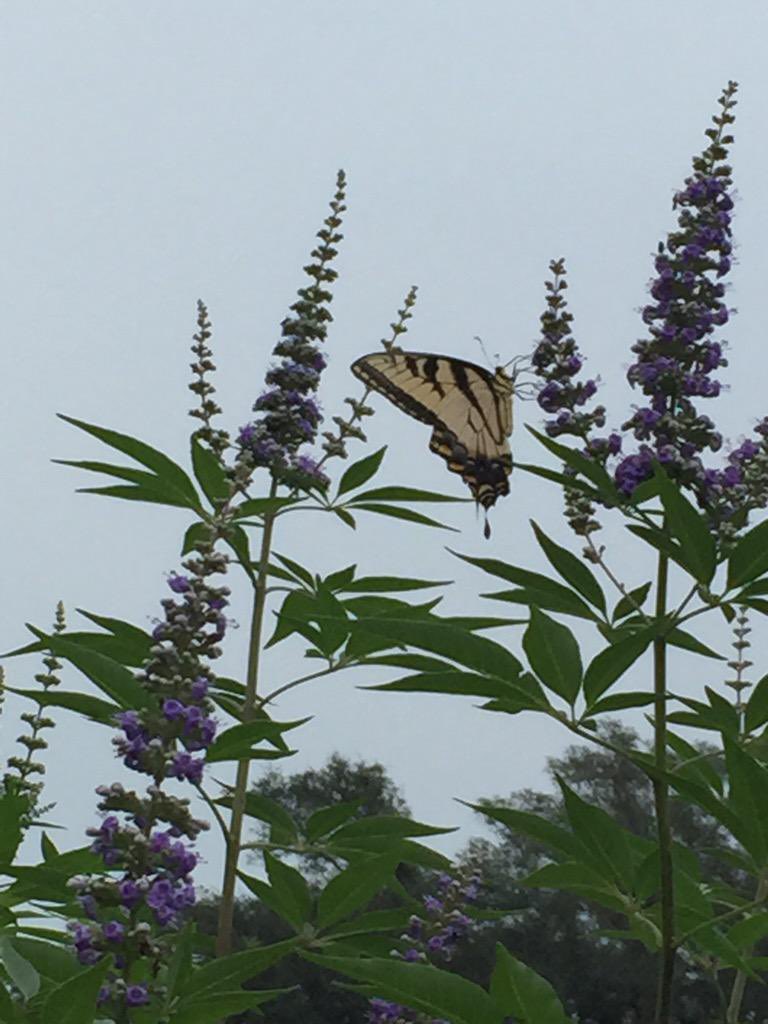 Meredith ORourke tweet media