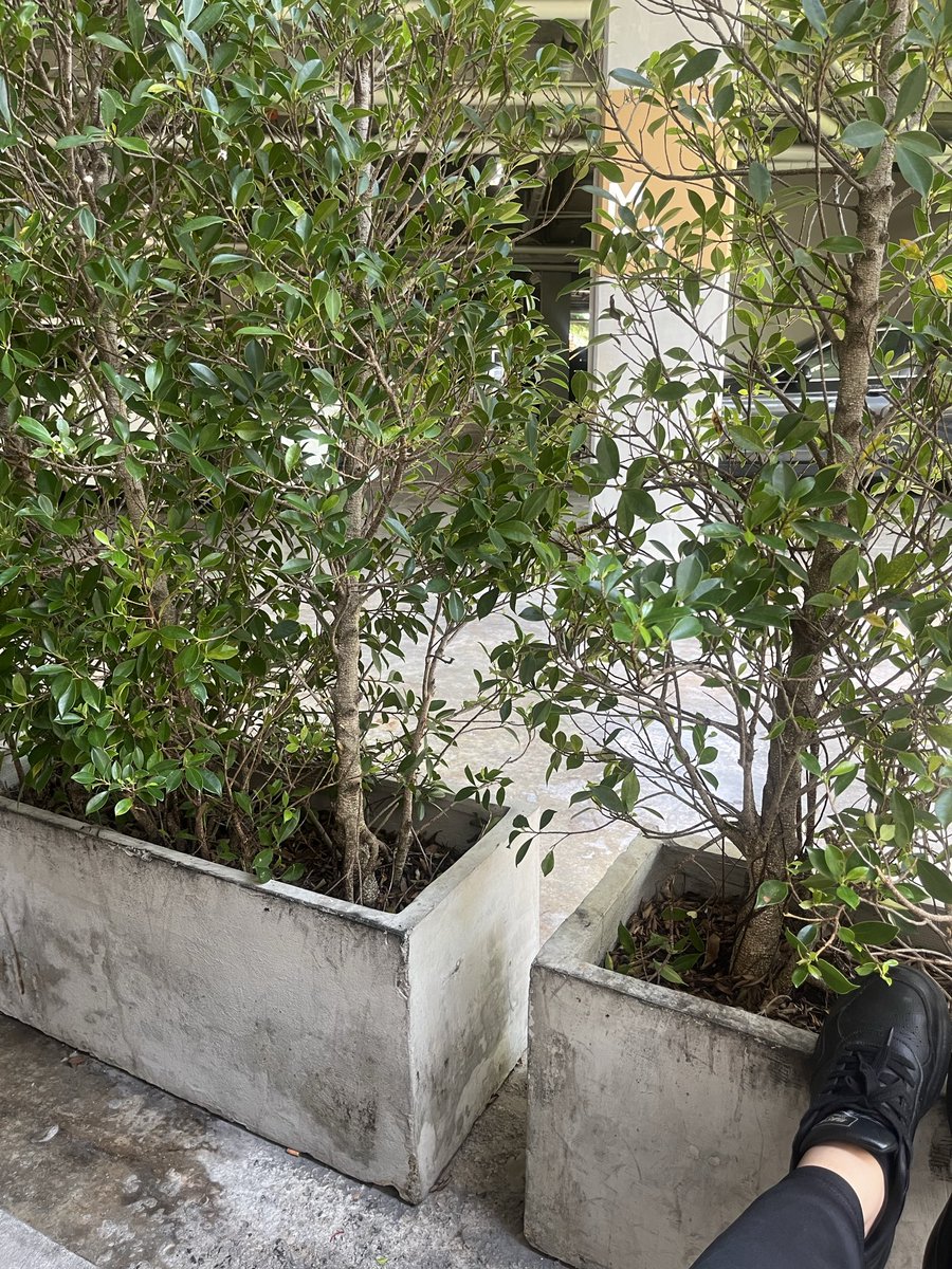 ลูกหยี• 100 ทวิต tweet media