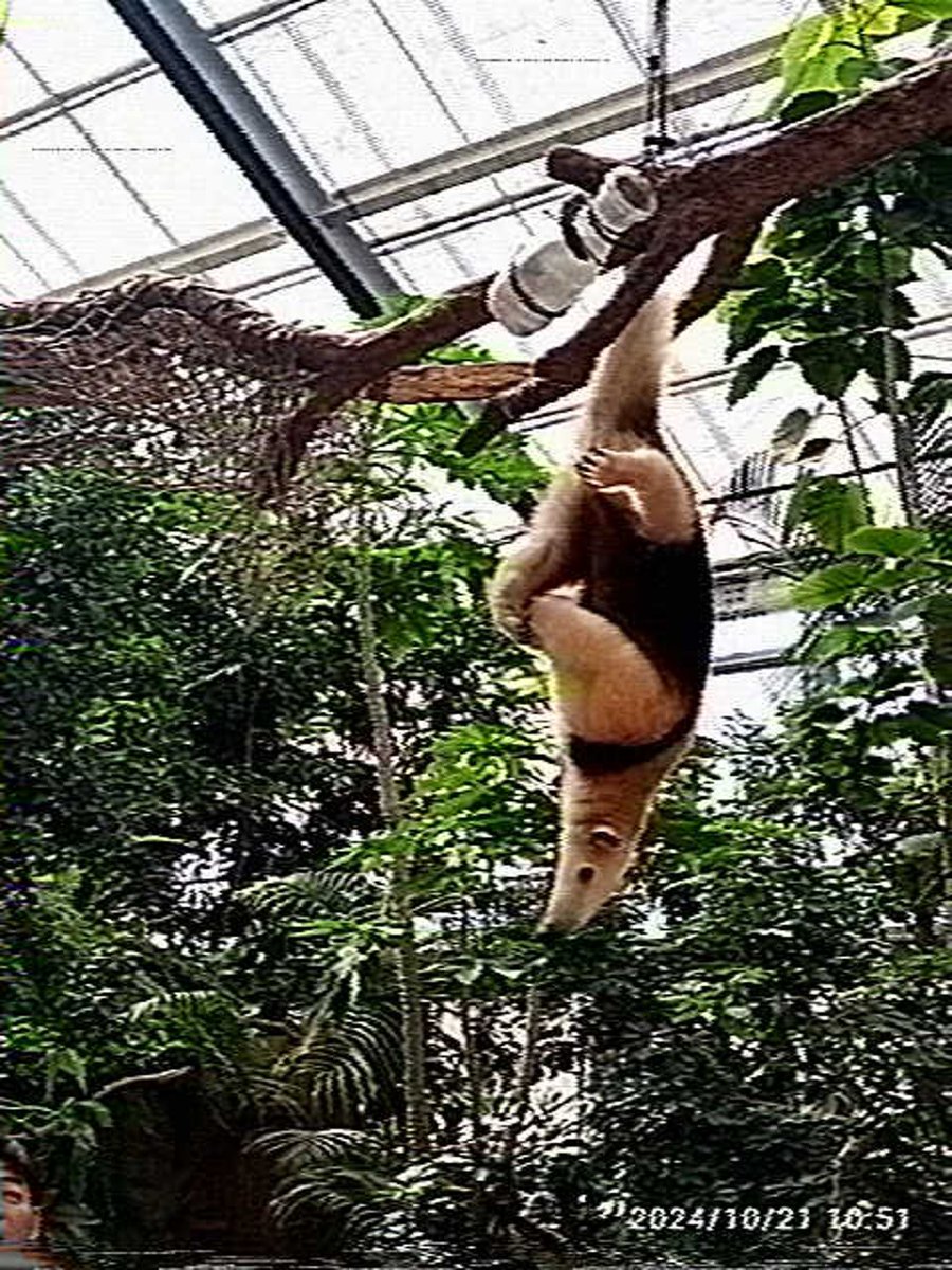 #HEISEI_VHS
おお～だいぶらしくなるねぇ… 