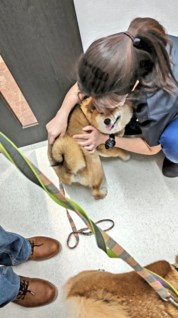 柴犬スズカとスズナ と夏鈴 tweet media