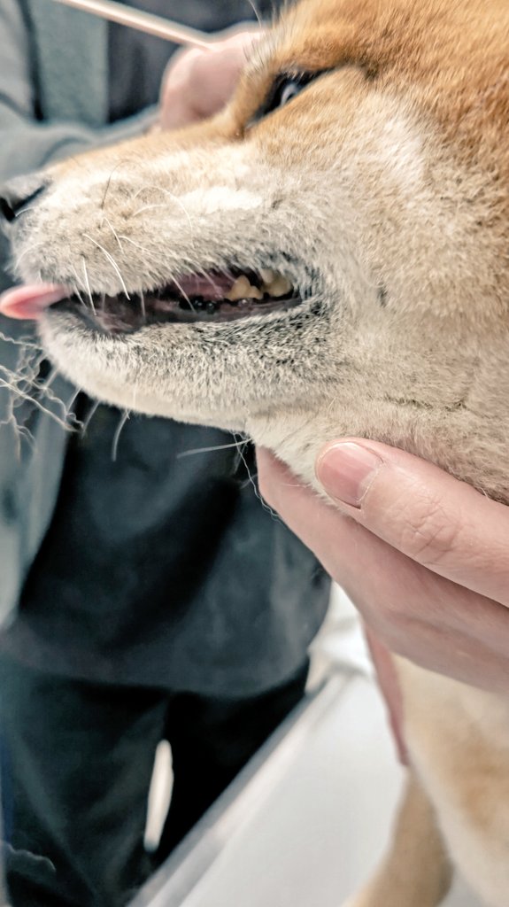 柴犬スズカとスズナ と夏鈴 tweet media