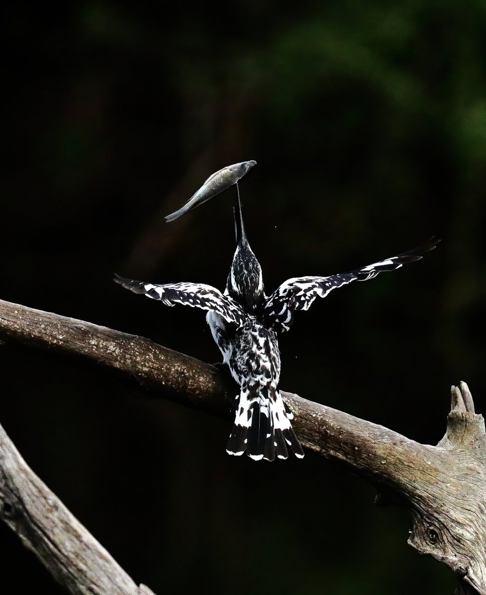 Tony Johnstone tweet media