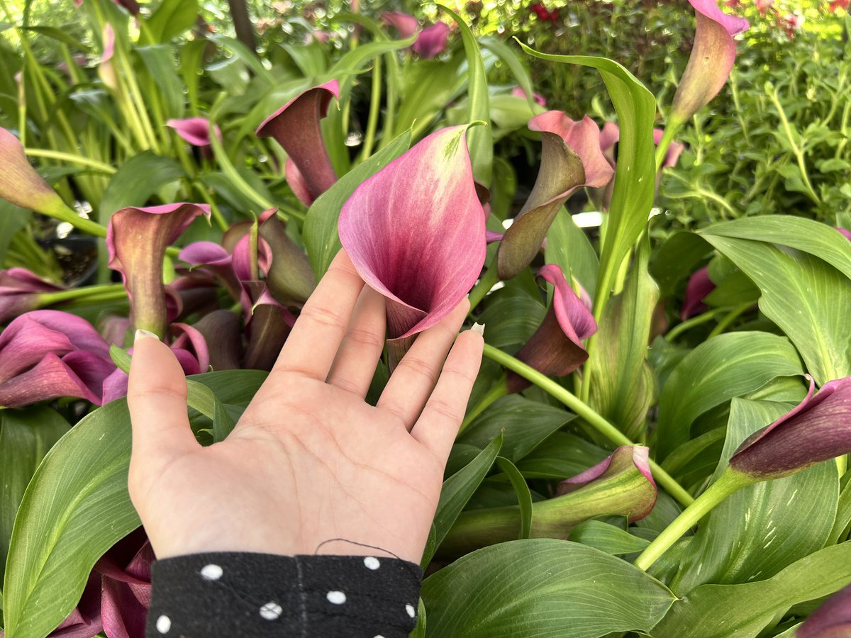 adjani adjacent andrea tweet media