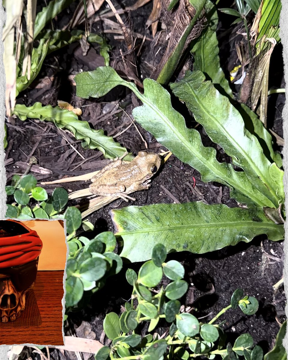 Magic With Ryan ✨ tweet media