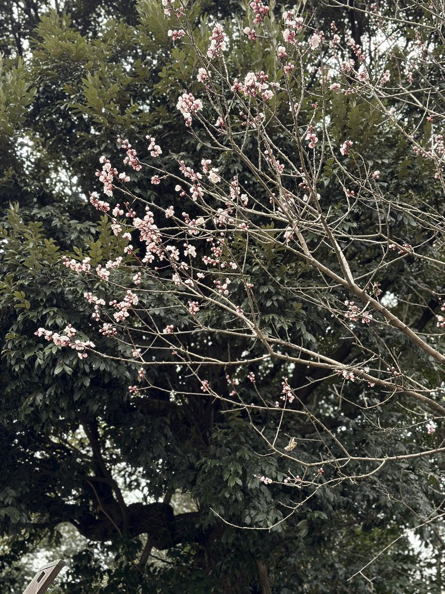 ananピエム垢 tweet media