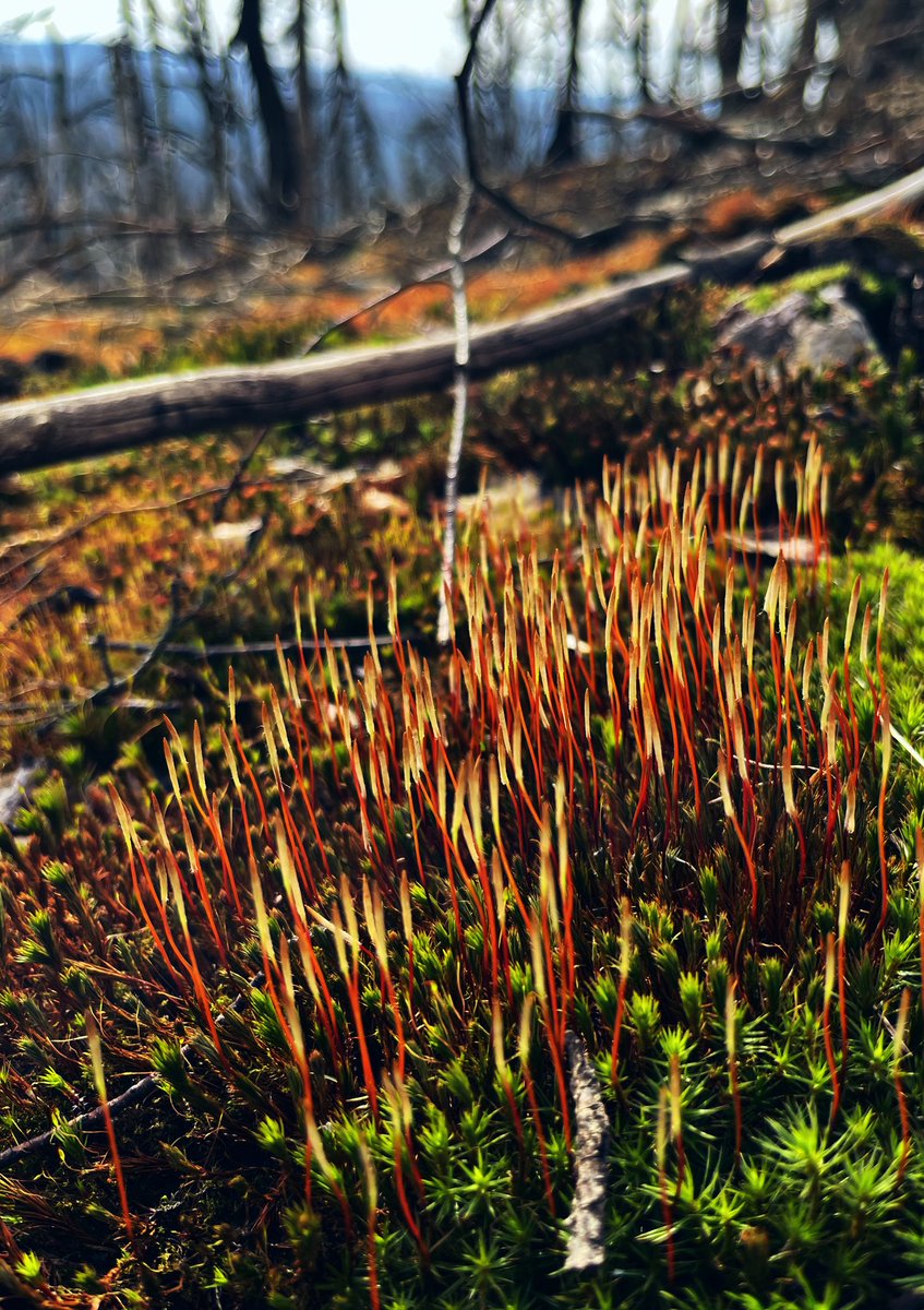 mephisto2102 tweet media