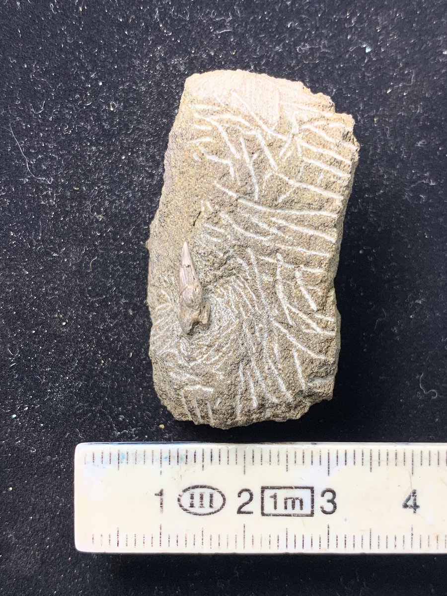 和歌山県立自然博物館 tweet media