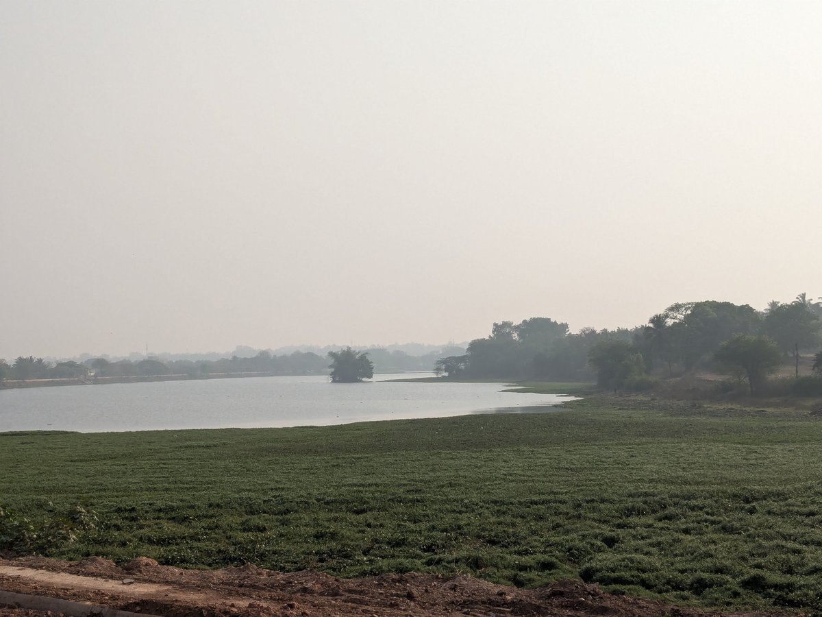 This is the condition of the 115-year-old Kelageri Lake in Dharwad, built by Sir M. Visvesvaraya in 1911.

Water hyacinth has spread uncontrollably and could choke the lake if not addressed.

Photo taken from the bypass.

ನಿಮ್ಮ ಗಮನಕ್ಕೆ <a href="/HdmcHubliDwd/">Hubballi-Dharwad Municipal Corporation</a> <a href="/osd_cmkarnataka/">Office of the OSD to CM Karnataka</a>
