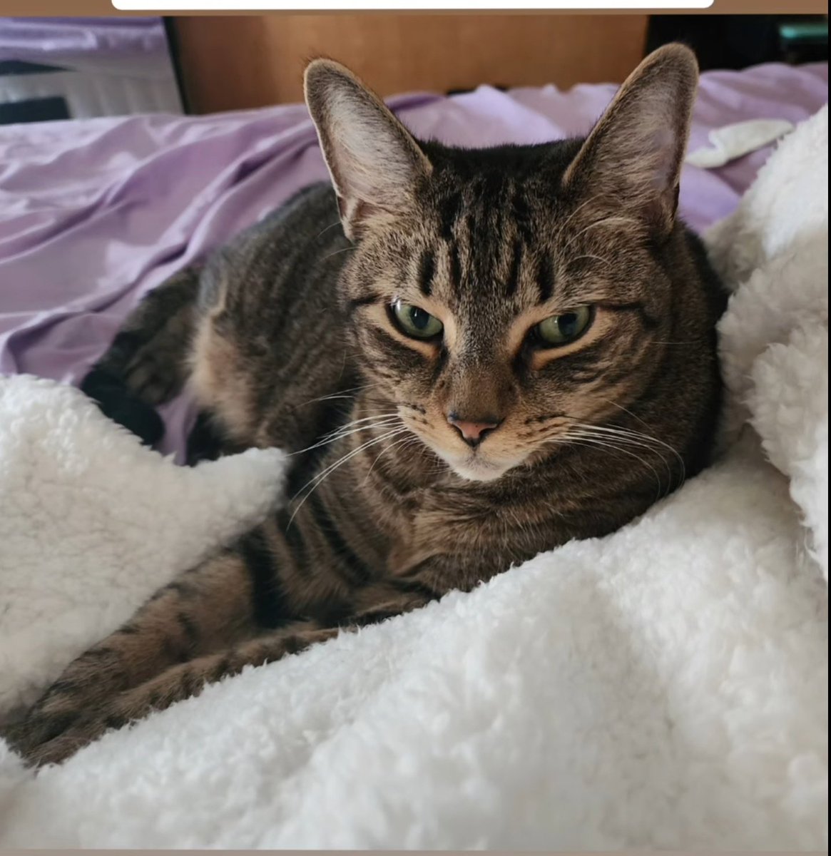 Life saving tests for Cj #cats #savehim
#love #meow #helpacat #cat #gofundme #tabby #mainecoon 
gofund.me/ee1d2092e