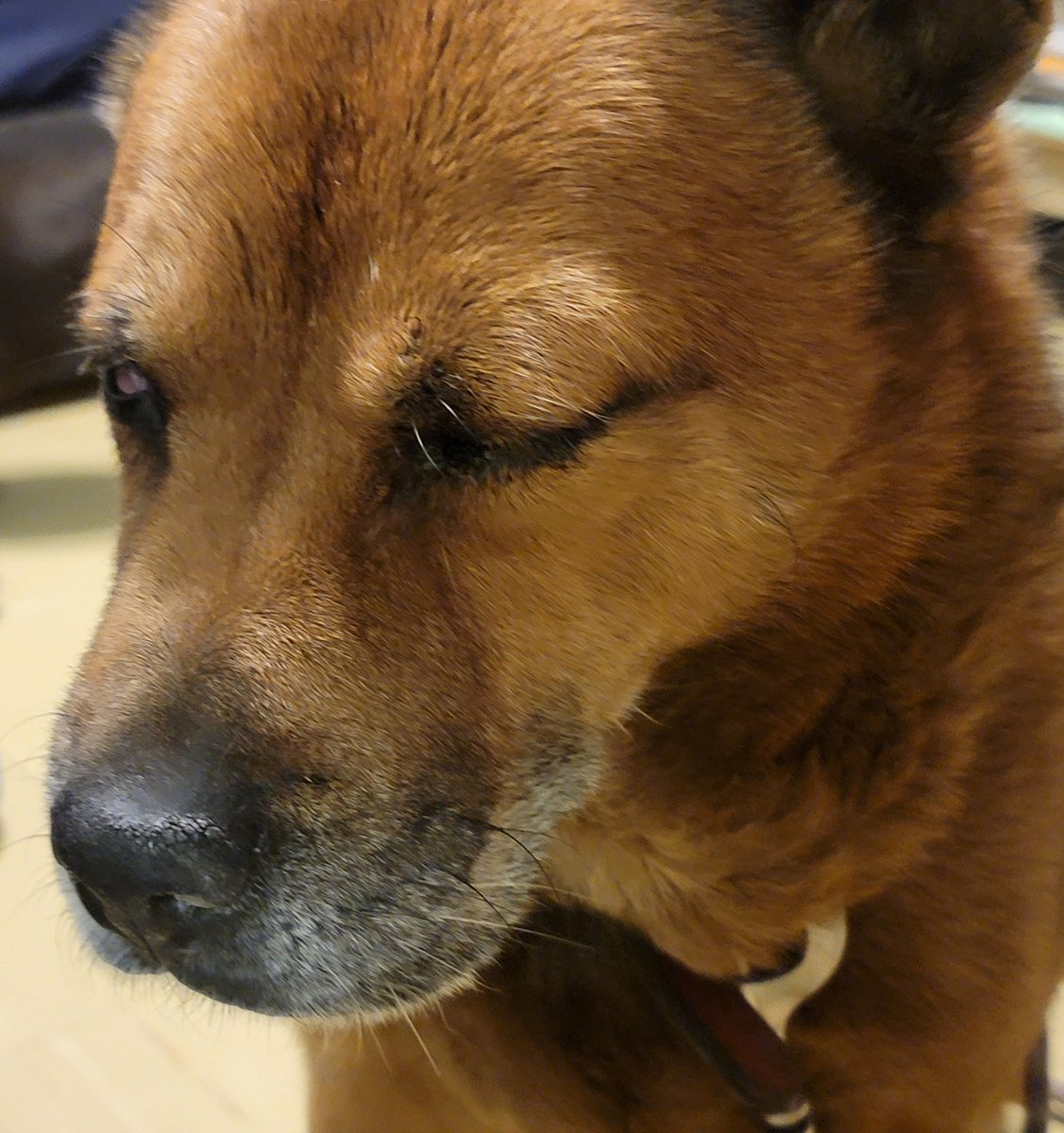 Crullet | OPEN COMMS 5/5 tweet media