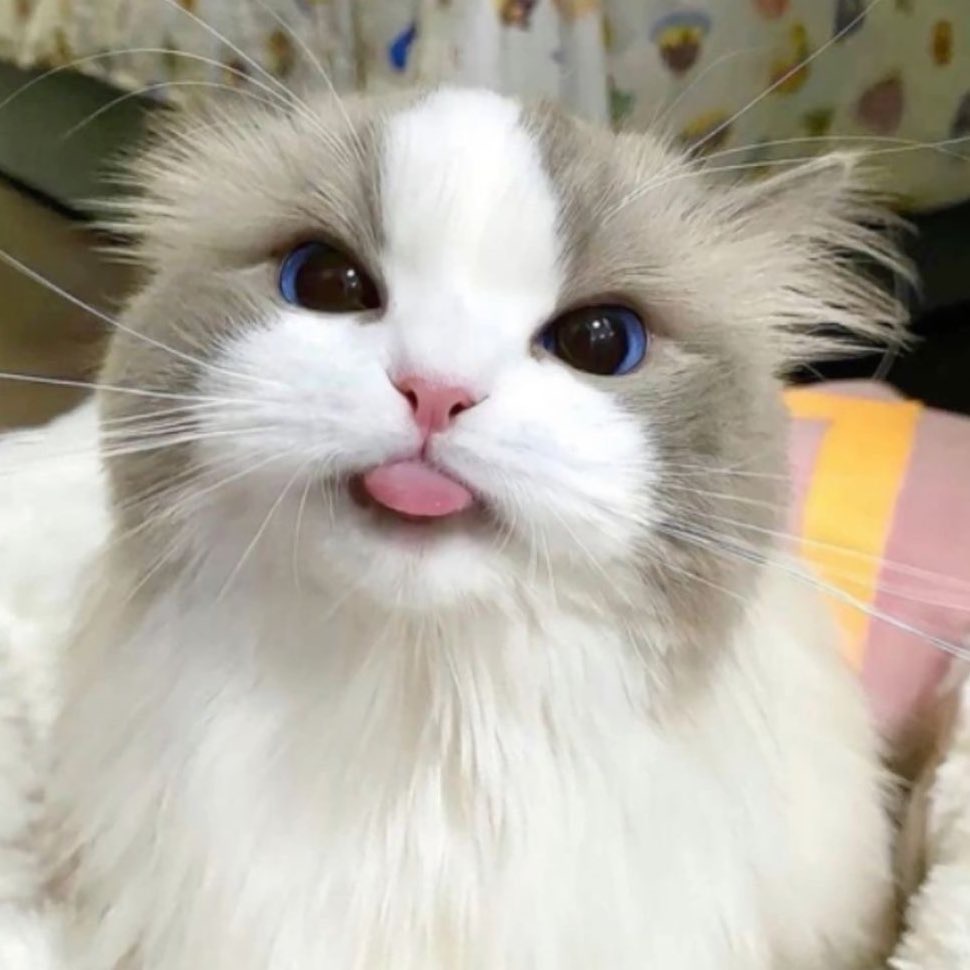 julyyfirst's tweet photo. 런쥔시🐈🤍 https://t.co/3QsPgrZVSo