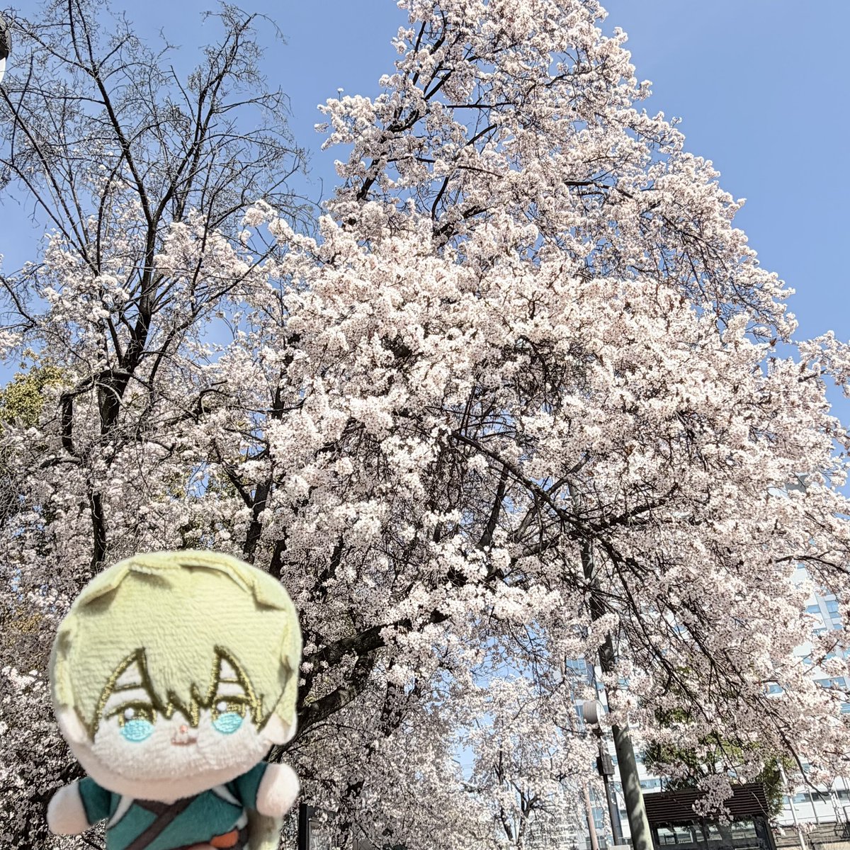 桜が咲いておりました🌸
早咲きのやつかな？