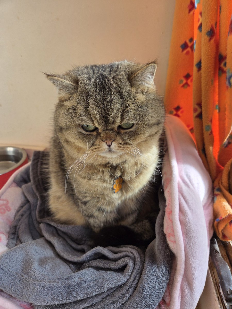 Shropshire Cat Rescue tweet media