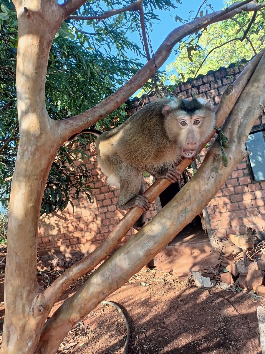 🐵March 10, with support from ENV, authorities in Gia Lai province received a long-tailed macaque and a pig-tailed macaque from a local man. The two macaques had reportedly been kept in captivity. They were later transferred to the rescue center at Kon Ka Kinh National Park🌿
