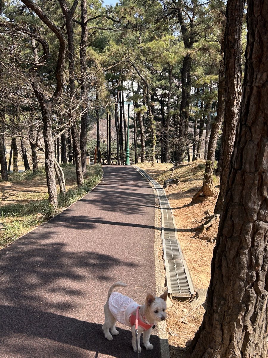 dddang_e's tweet photo. 오늘은 9시 일어나서 강쥐산책 한시간.. 😫 했고 맛있는 아점 머것어요 ˖˚⊹ ⋆♡ 
어제 장보면서 샀던 냉동블루베리와 잠봉뵈르🫧 https://t.co/OgiZPpyrTu