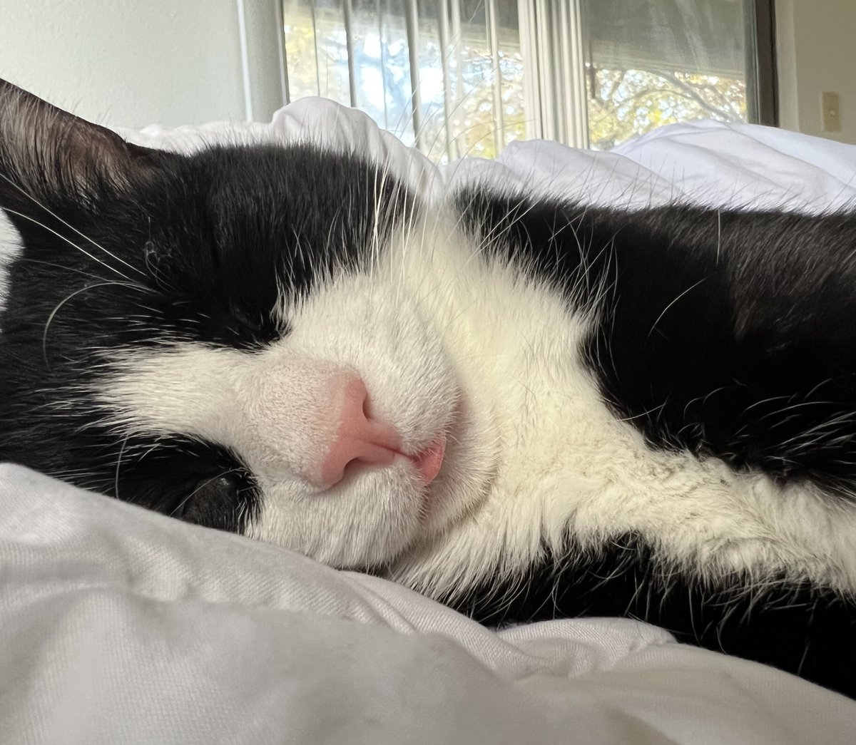 a thousand tiny little bears tweet media