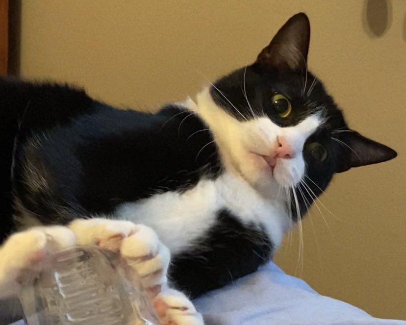 a thousand tiny little bears tweet media