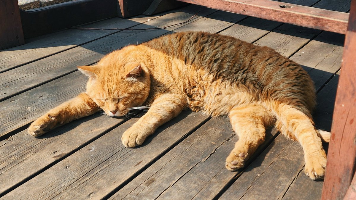 햅쌀 | HAPSSAL tweet media