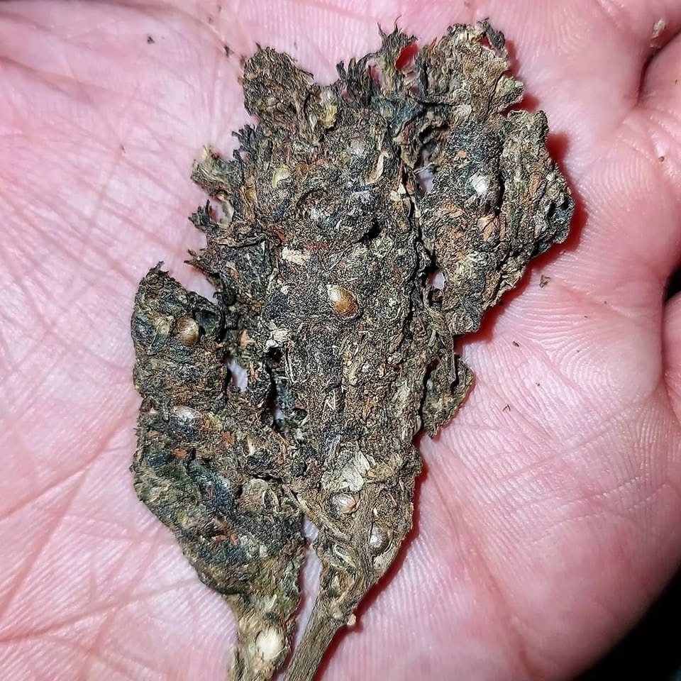 STONERS R US 🍃 tweet media