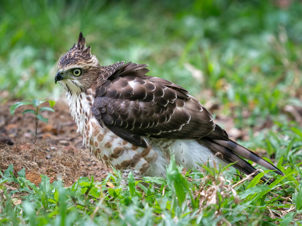 BP Chua Photography tweet media