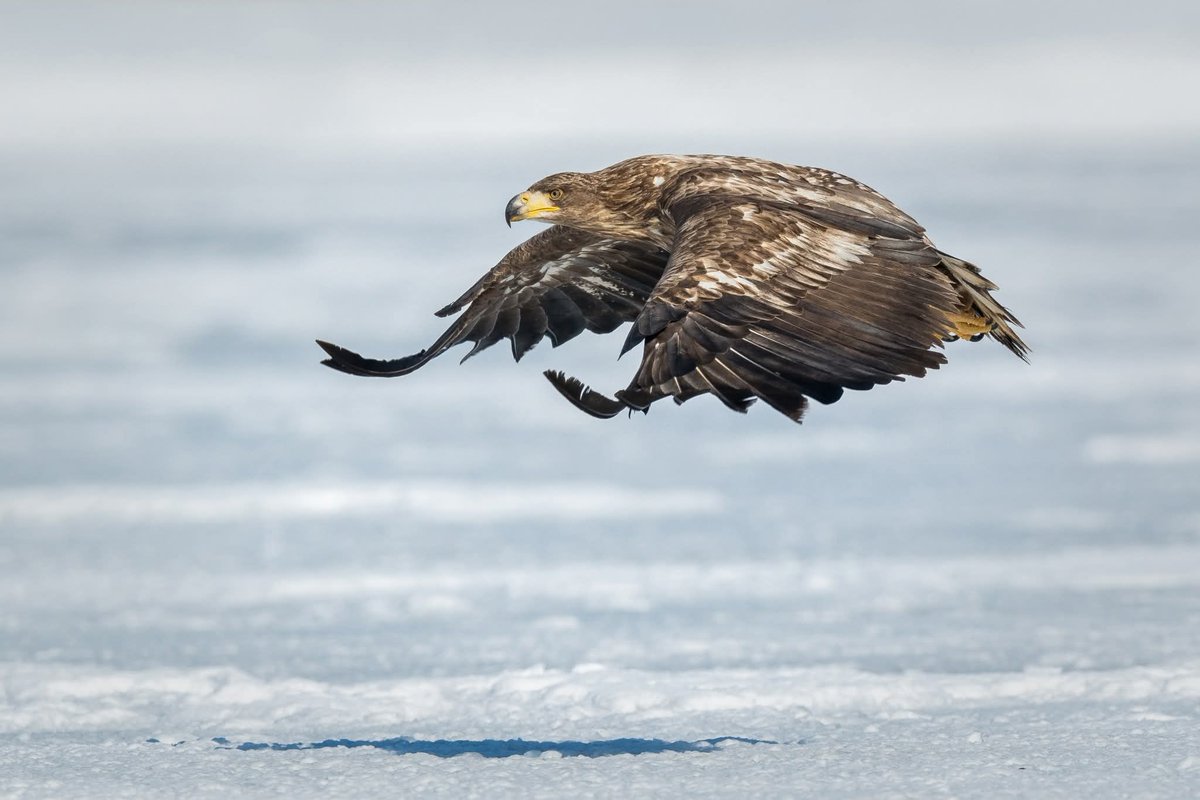 BP Chua Photography tweet media