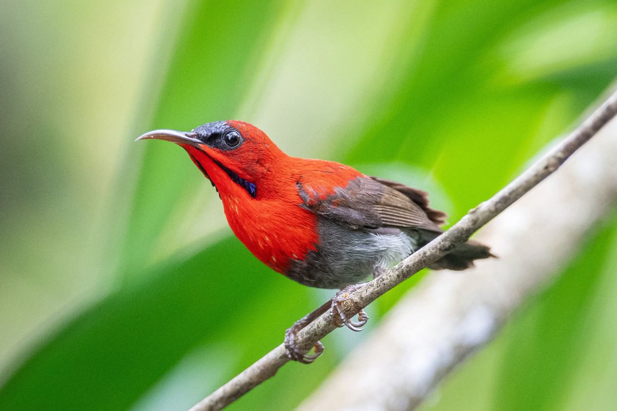 BP Chua Photography tweet media