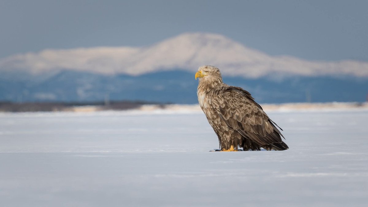 BP Chua Photography tweet media