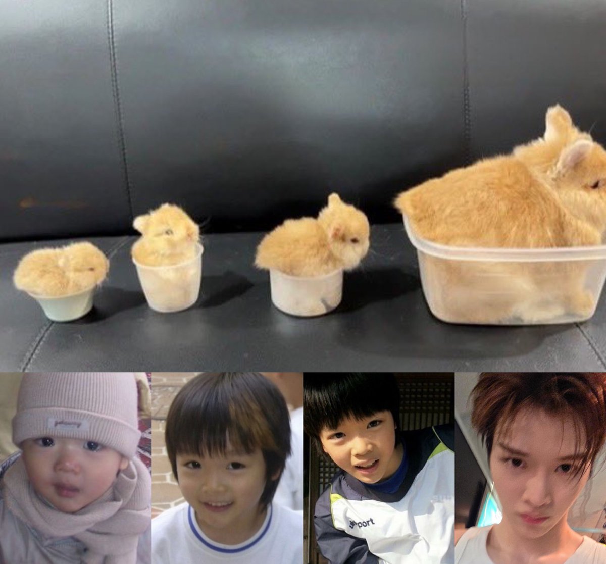 วิวัฒนาการของจองซองชาน