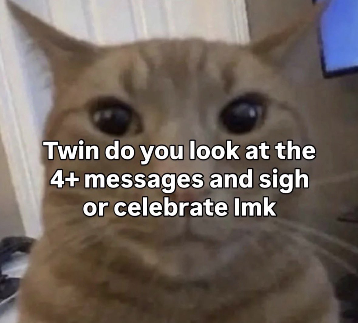 LiterallyMeCats tweet media