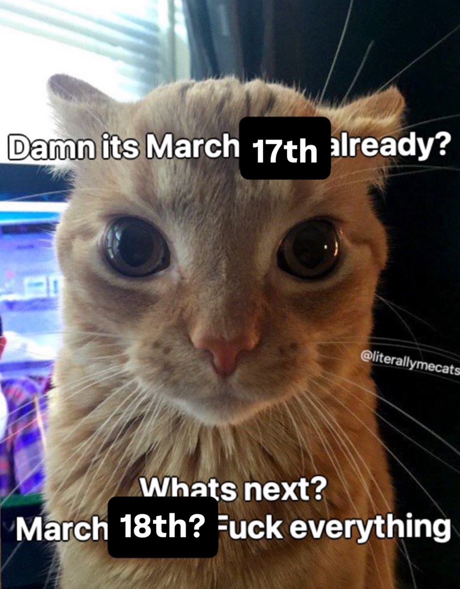 LiterallyMeCats tweet media