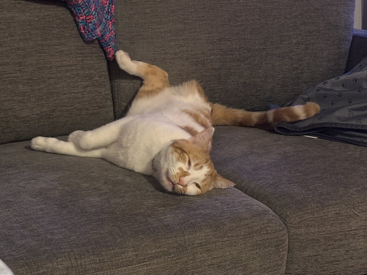 Friends of Bear Cat Rescue tweet media