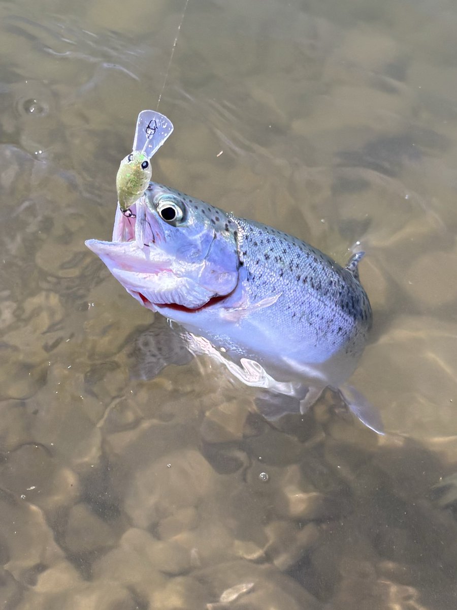 渡邉あさみ tweet media