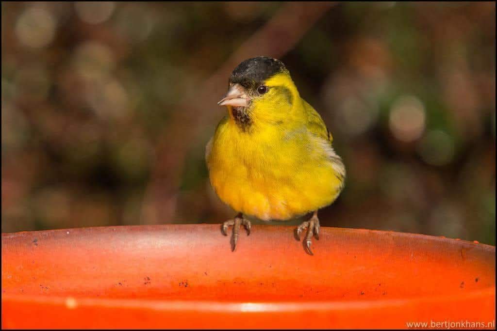 Bert Jonkhans tweet media