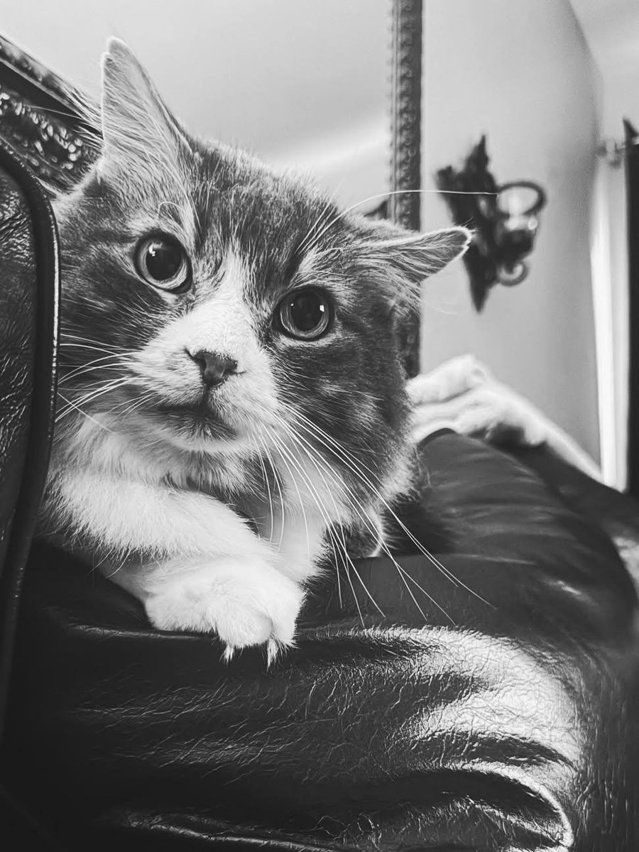 Sara Mary ⭐❤️ tweet media