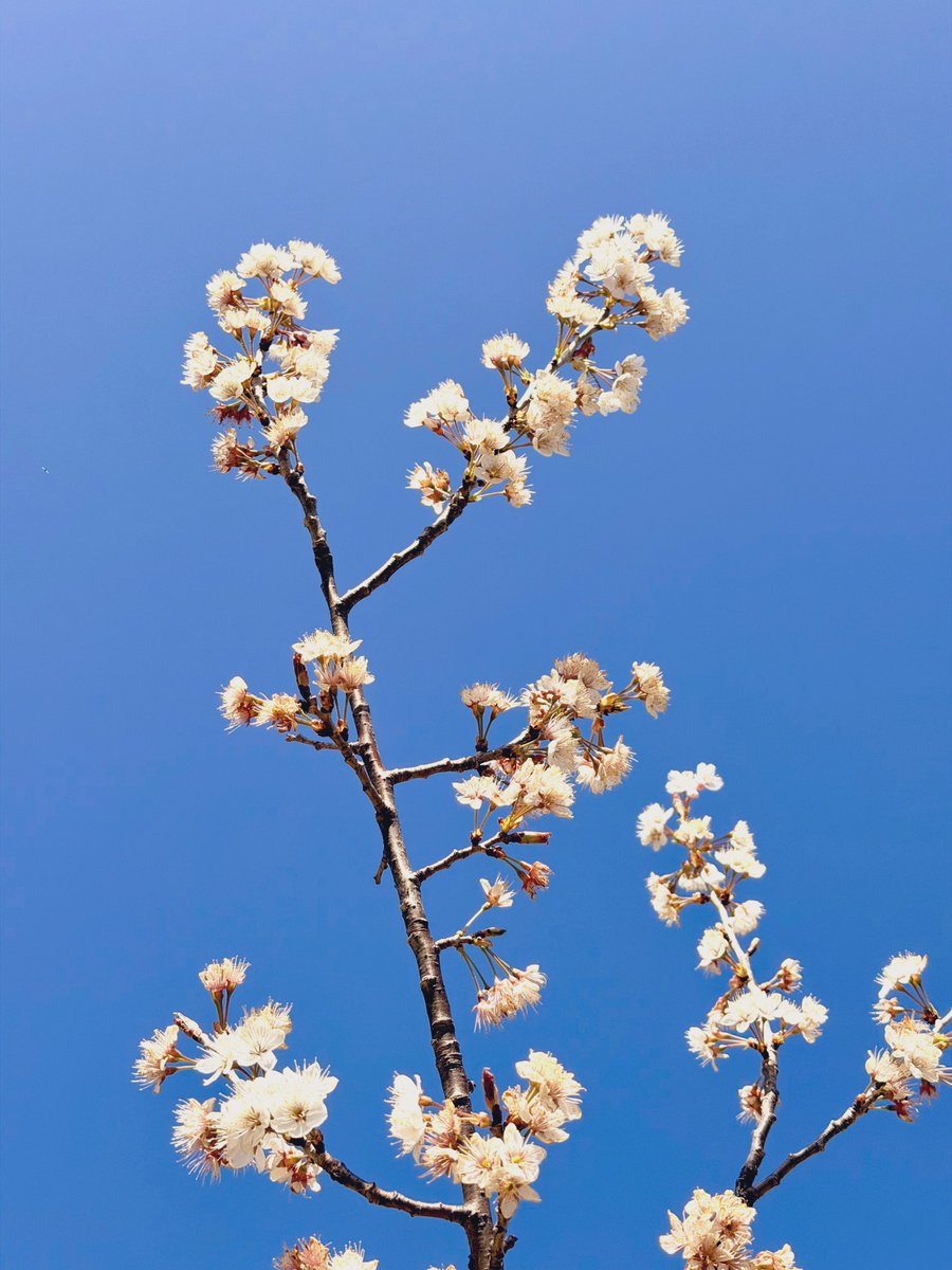 はぴぃ🐋 tweet media