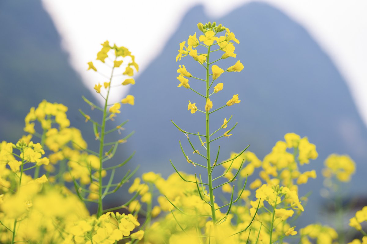 Mia in Shanghai tweet media