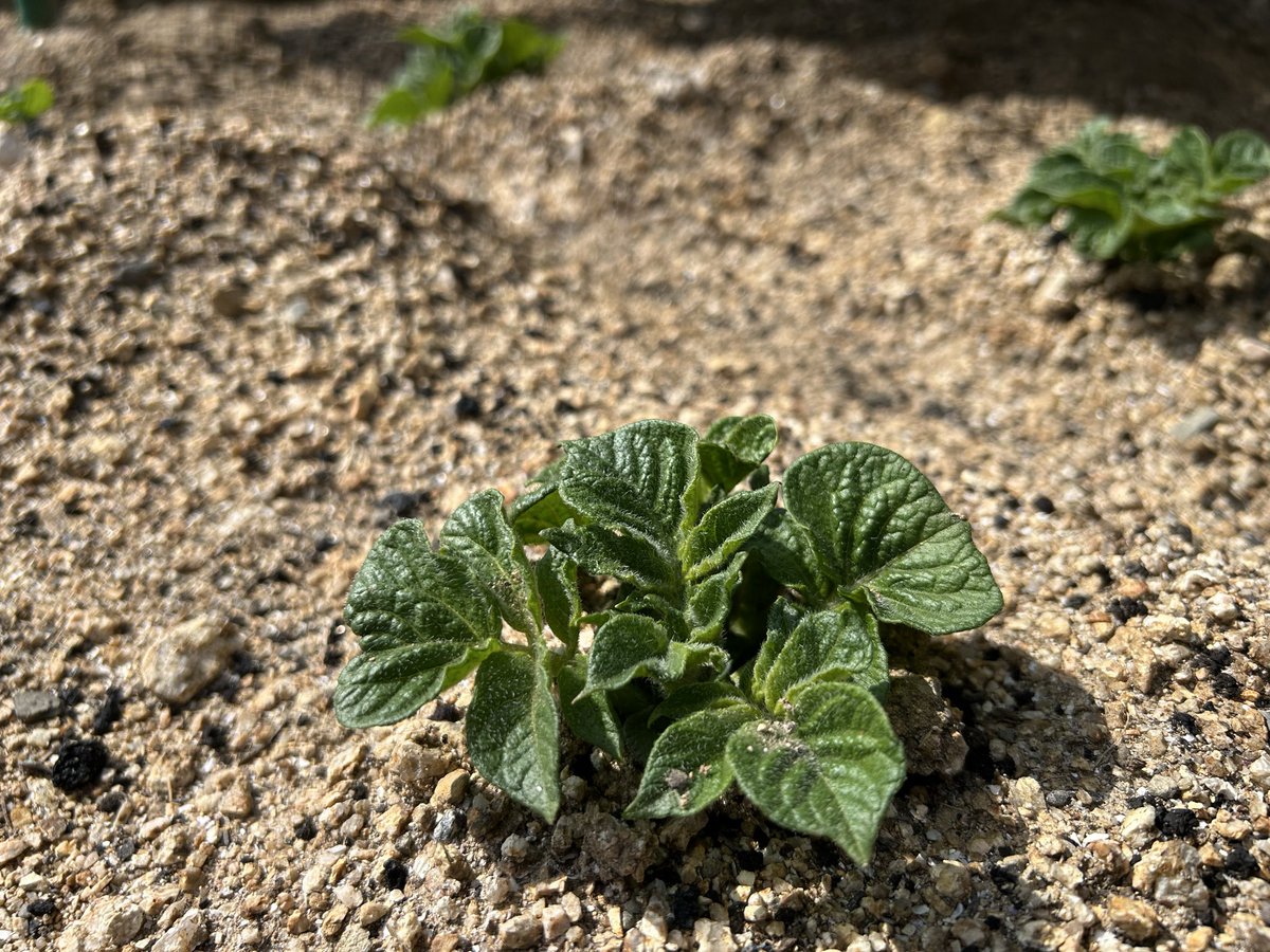 mainoumi5's tweet photo. またまた、ジャガイモ🥔を植えたら元気な🌱が出てきました👍
ペコロスも順調に育ってて収穫が楽しみ！ https://t.co/n8jX366LNV