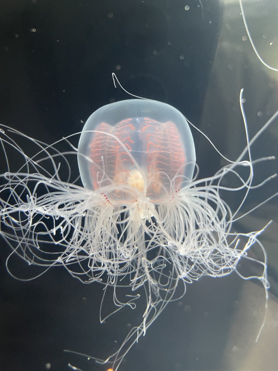 Kozumi🌱 tweet media