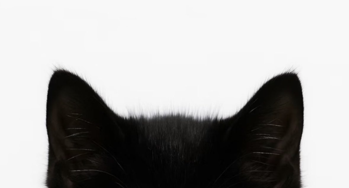 윰₍˄·͈༝·͈˄*₎◞ ̑̑ tweet media