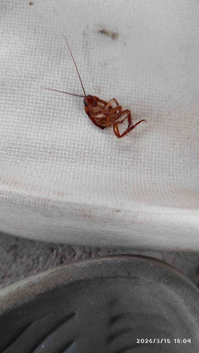 Left my house yesterday and found half a roach on a sandal.
The hell happened.
