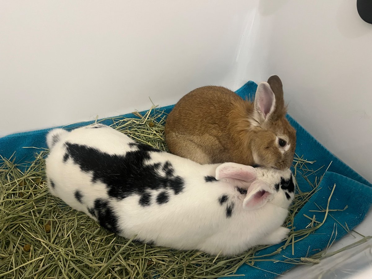 Danielle Strachman 💗 🐈 💃 🪴 🎸 🎨 🐕 tweet media