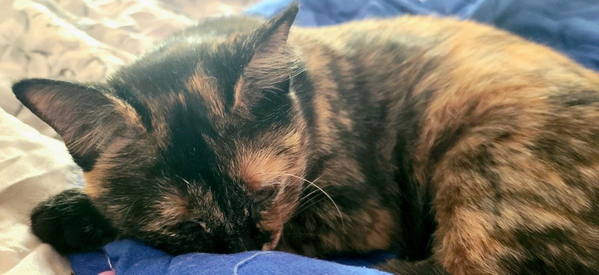 Ink Blot tweet media