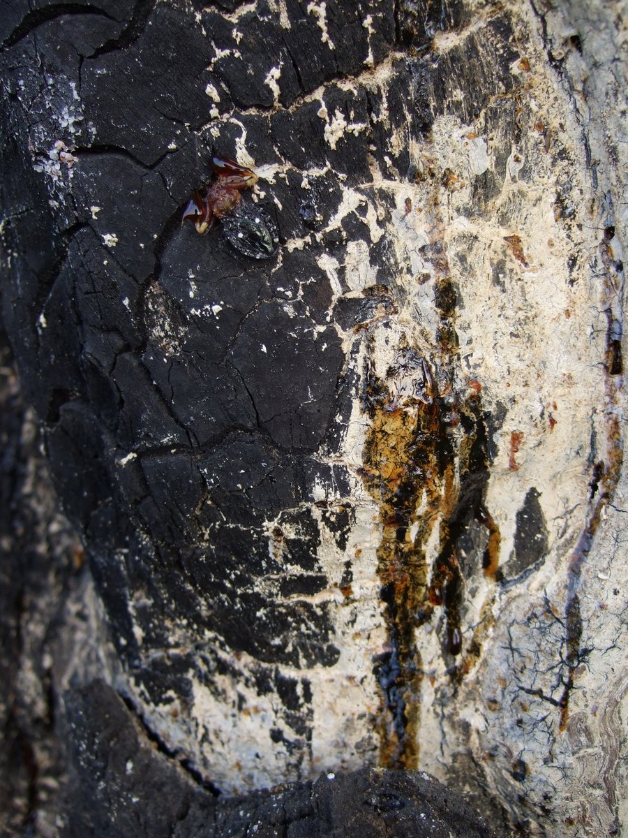 Tomoki SANDO tweet media