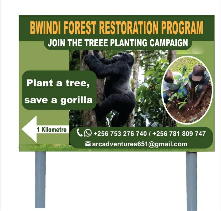 bravniwamanya's tweet photo. Join our tree planting campaign and be part of something bigger than yourself. Walk into the wild, plant hope, and leave behind a living impact. Because when you plant a tree, you don’t just grow a forest—you help save a gorilla. 🦍🌱
#ArcAdventures 
#planatreesavegorillas https://t.co/3gAjrBTYwJ