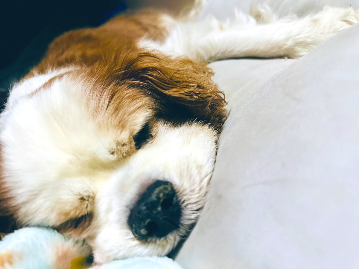 心音　（しの） tweet media