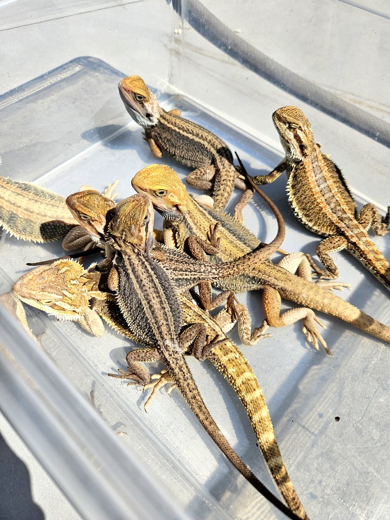 MYCふぁーむ(嫁) tweet media