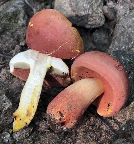 Riley Coyote tweet media