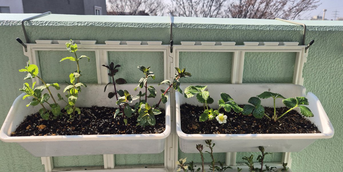 planted mint (peppermint and apple mint) amd strawberries!